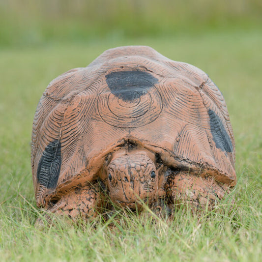 Tortoise Large