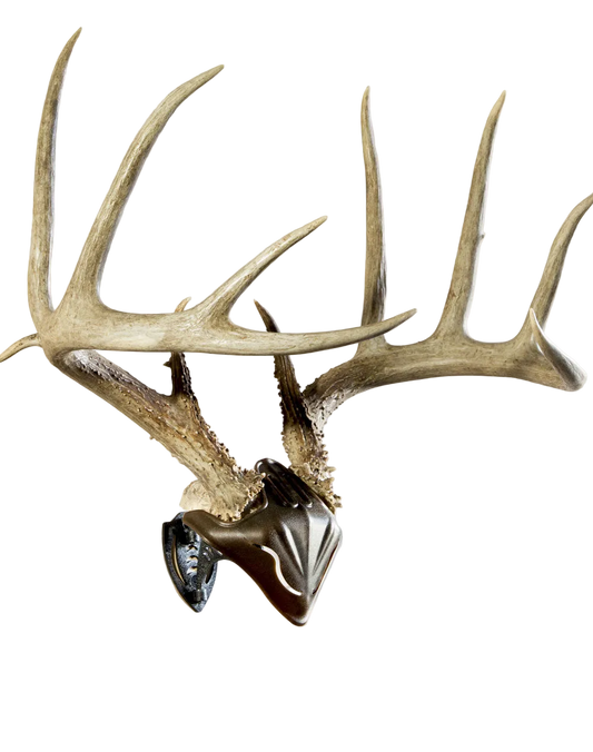Bone Bracket & Skull Cap Combo